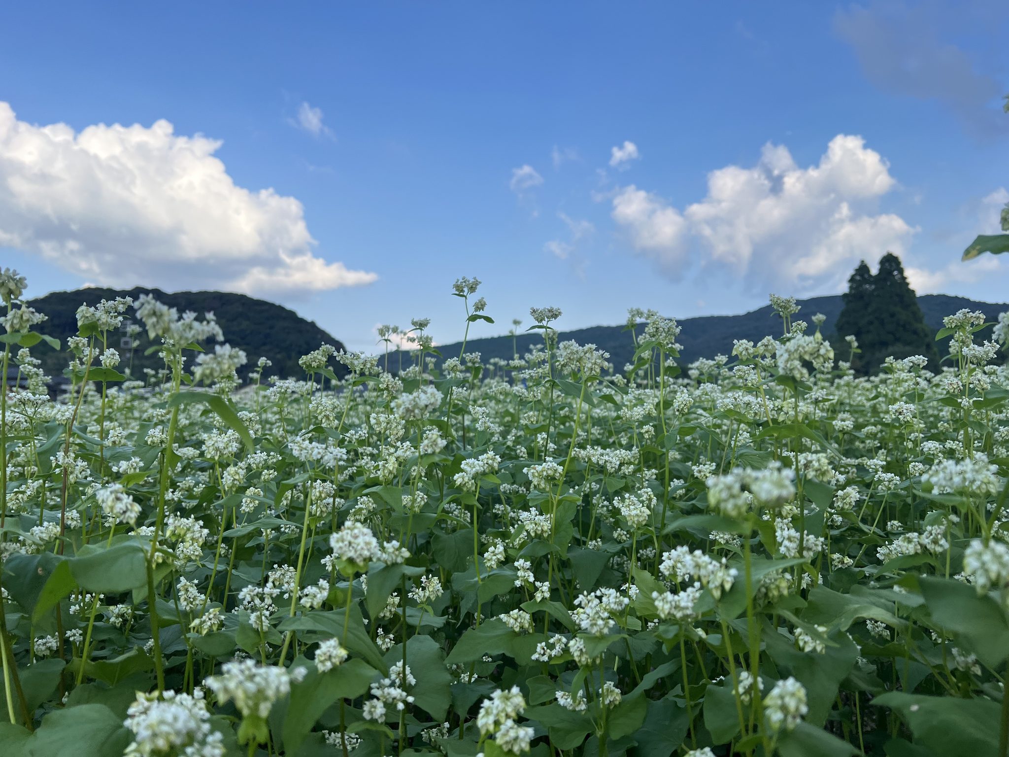 青空の下に咲く白いそばの花